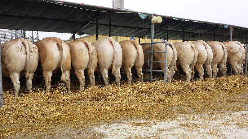 Participation au Concours de Boucherie de Tonnay Boutonne