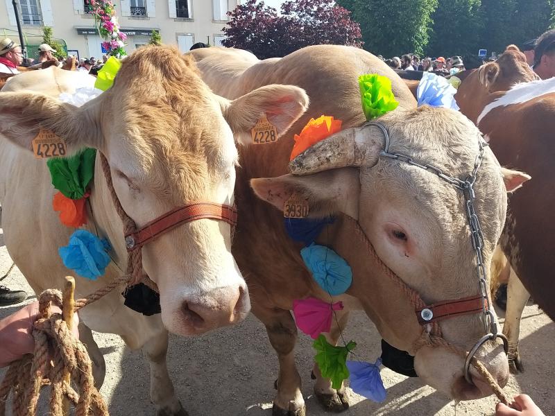 Transhumance 2022 - Au Gu d'Aller