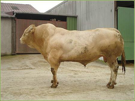 Tenor (Leprince x Romance)