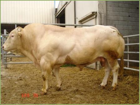Saxo (Massey x Imogene)