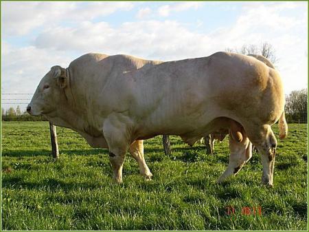 Rgal (Iholdy x Orphe)