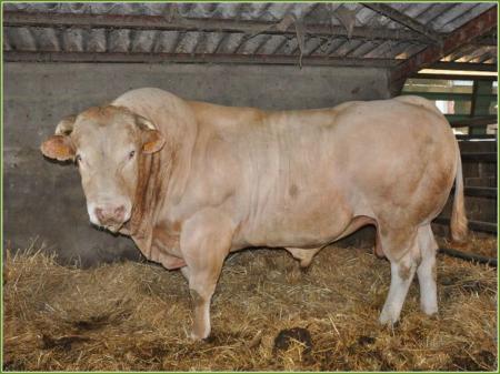 Rameau (Massey x Buvette)