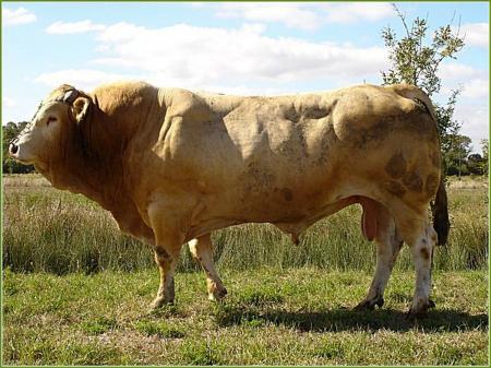 Oregue (Hibernatus x Linotte)
