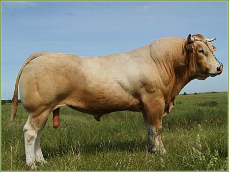 Cruso (Richelieu x Vahin)
