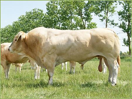 Brugel (Orion x Medina)