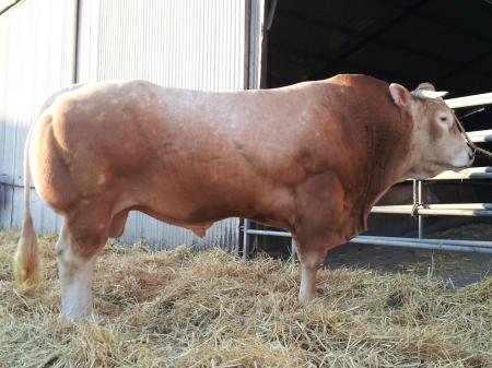 Emir (Thodule x Paola)