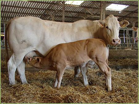 Savenala (Naresco x Marly)