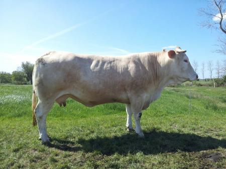 Anouchka (Rubio x Sainte)