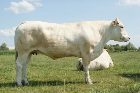 Clara (Saxo x Savenala)