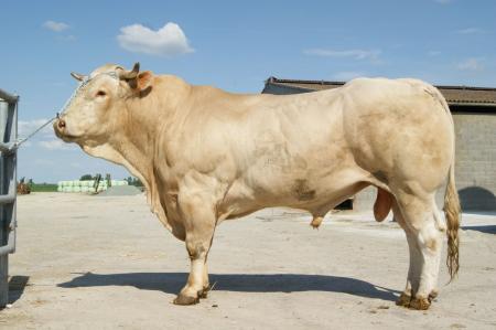 Barbes (Rubio x Shu Gi)