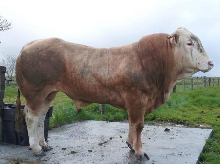 Gladiateur (Elixir x Bcasse)