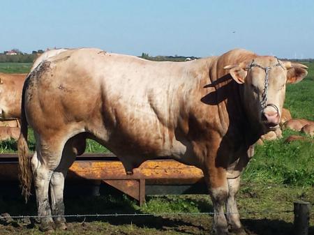 Hanko (Chouchou x Tiphaine)