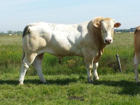 Girens (Barbes x Savenala)