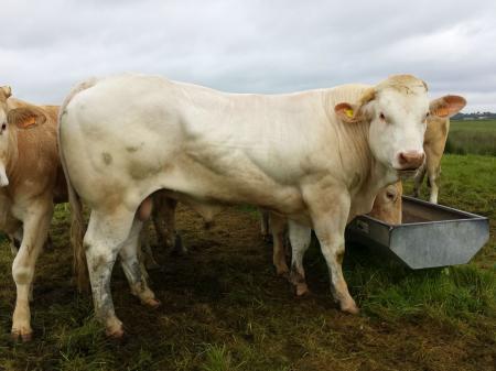 Hemingway (Cocto x Urfe)