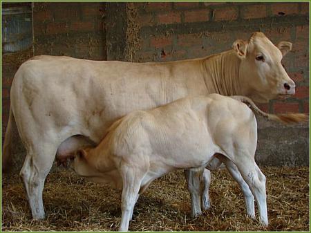 Romanche (Nobel x Onduline)