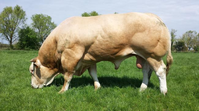 Ghetto (Voltaire x Cocane)
