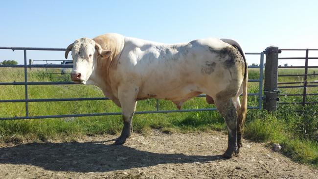 Gabin (Aramis x Sucette)