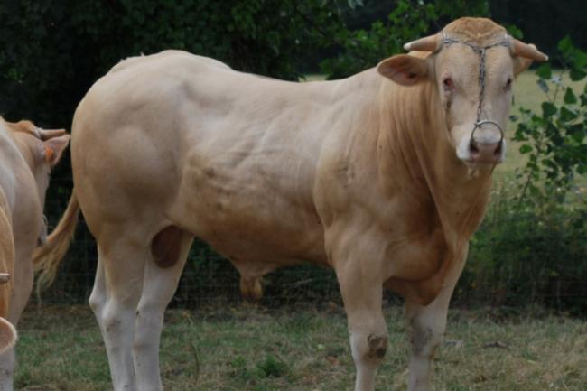 Gupard (Vagabond x Antilope)