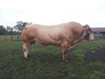 Dundee (Romo x Antilop)