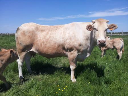 Antilope (Rapace x Palme)