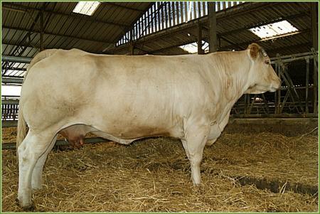 Pepille (Jirens x Isis)