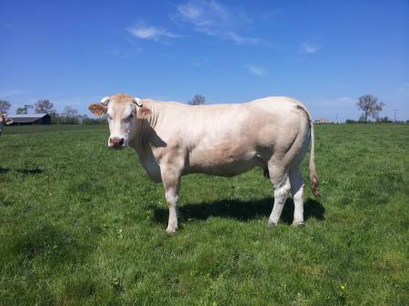 Dasilva (Univers x Altesse)