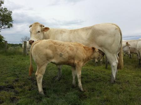Calche (Voltigeur x Natacha)