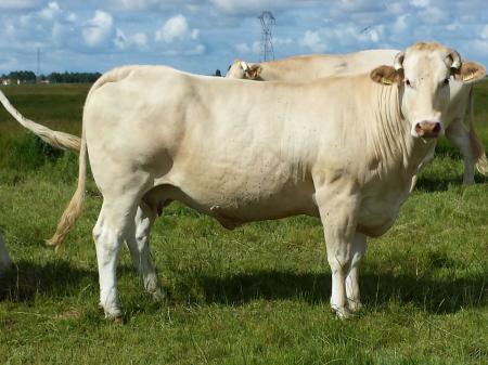 Comanche (Tnor x Romanche)