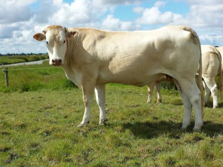 Futuna (Berlioz x Andalouse)