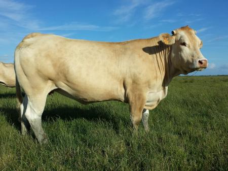 Fidji (Berlioz x Andalouse)