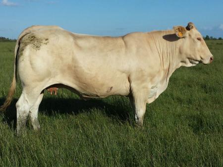 Amre (Rapace x Pervenche)