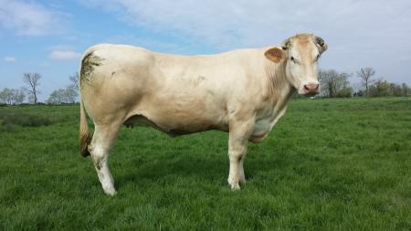 Fantasia (Ronald x Natacha)