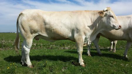 Gela (Rubio x Romanche)