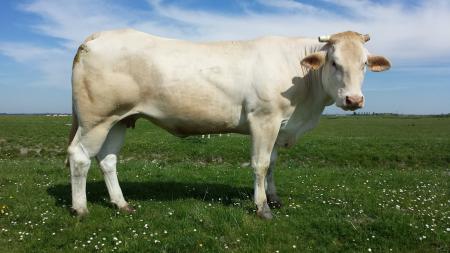 Guirlande (Barbes x Savenala)
