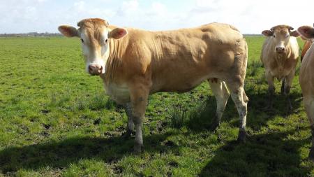 Hawa (Barbes x Andalouse)