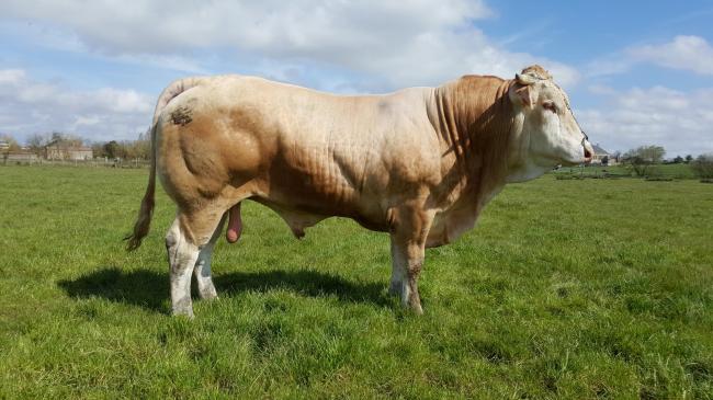Indit (Dior x Brsina)