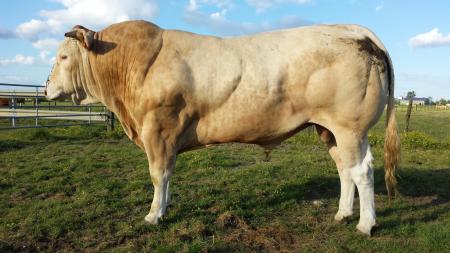 Ipsos (Diabolo x Coquine)