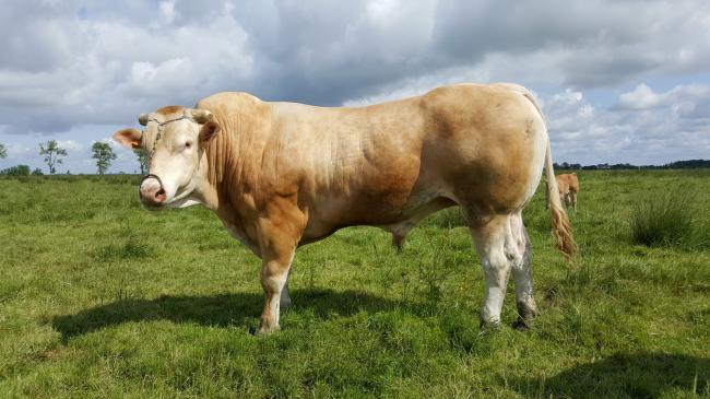 Isidor (Etalon x Fline)