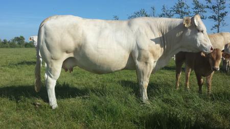 Danade (Tenor x Tahiti)