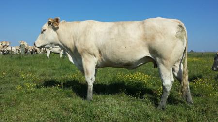 Huppe (Barbes x Uppe)