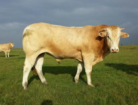 Jador (Fripon x Biche)