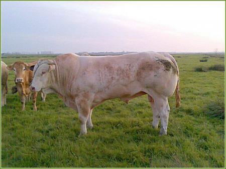 Vicomte (Ouragan x Romanche)