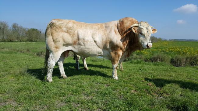 Lincolln (Climax x Dixoa)
