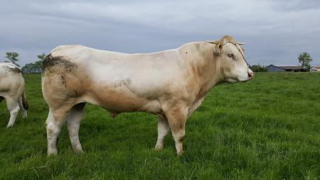 Levis (Ionis x Ukreine)