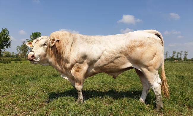 Nalaga (Edison x Andalouse)