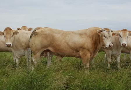 Mastik (Fanion x Jirouette)