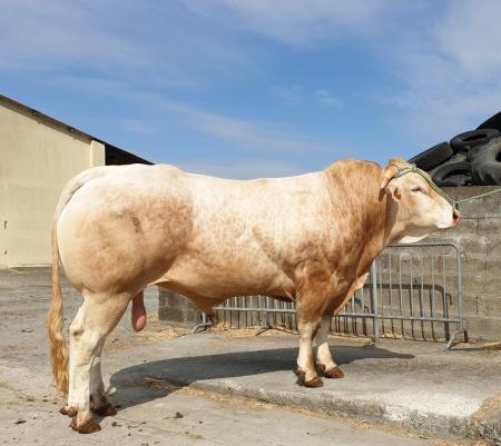Orlando (Galiax x Dolly)