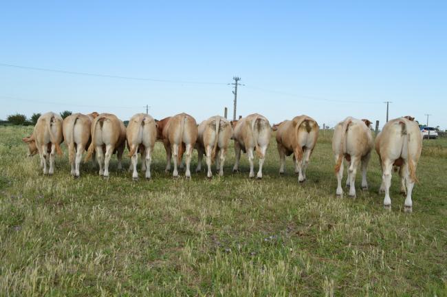 Vente de Taureaux reproducteurs de l'elevage Arsicaud - Race Blonde d'Aquitaine