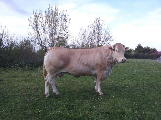 Blonde d'Aquitaine - Elevage Arsicaud - Elevage bovins en Charente Maritime